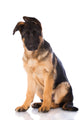 German Shepherd Puppy Portrait Wall Decal