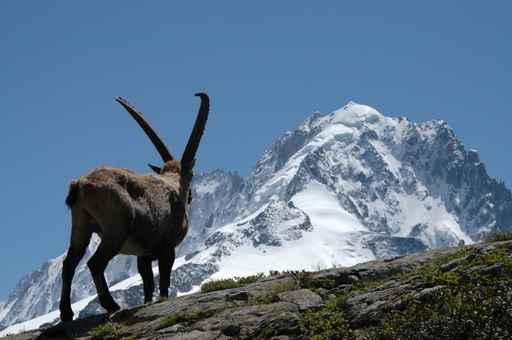 Ibex - from Mont Blanc Massif Wall Mural