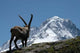Ibex - from Mont Blanc Massif Wall Mural