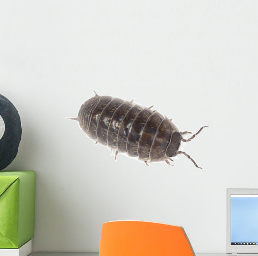 Pillbug Isolated on White Background Wall Decal