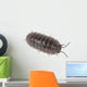 Pillbug Isolated on White Background Wall Decal
