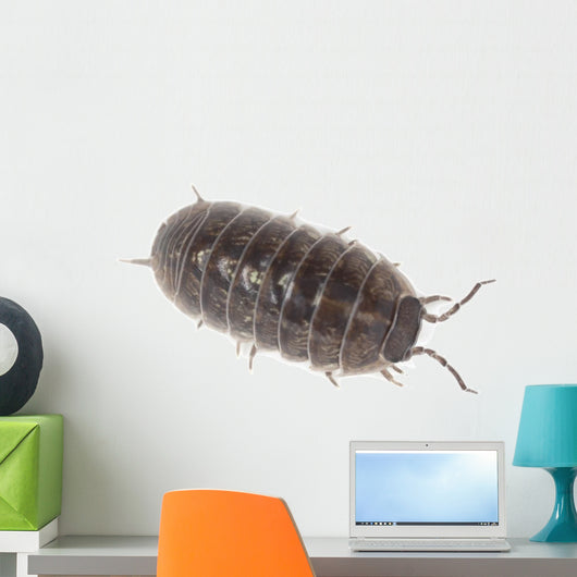 Pillbug Isolated on White Background Wall Decal