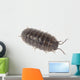 Pillbug Isolated on White Background Wall Decal