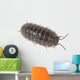 Pillbug Isolated on White Background Wall Decal