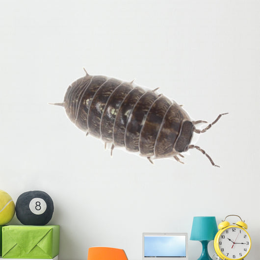 Pillbug Isolated on White Background Wall Decal