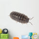Pillbug Isolated on White Background Wall Decal