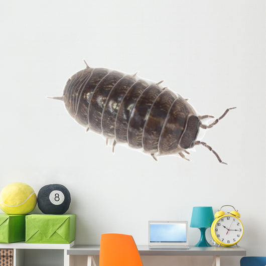 Pillbug Isolated on White Background Wall Decal