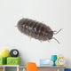 Pillbug Isolated on White Background Wall Decal