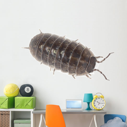 Pillbug Isolated on White Background Wall Decal