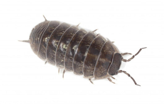 Pillbug Isolated on White Background Wall Decal