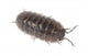 Pillbug Isolated on White Background Wall Decal