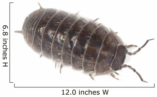 Pillbug Isolated on White Background Wall Decal