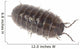 Pillbug Isolated on White Background Wall Decal