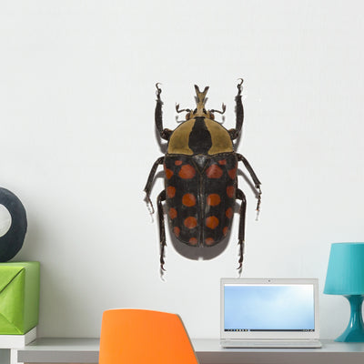 Tropical Beetle Collection Amaurodes Wall Decal shown on a wall