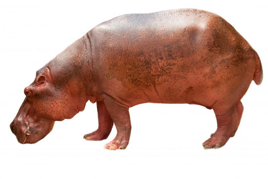 Hippo Wall Mural