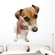 Fashion Cool Dog in a Scarf 