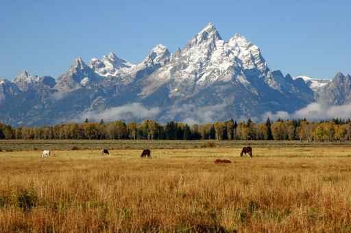 Many Horses Grazing below Wall Decal