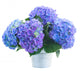posy of blue hortensia flowers 
