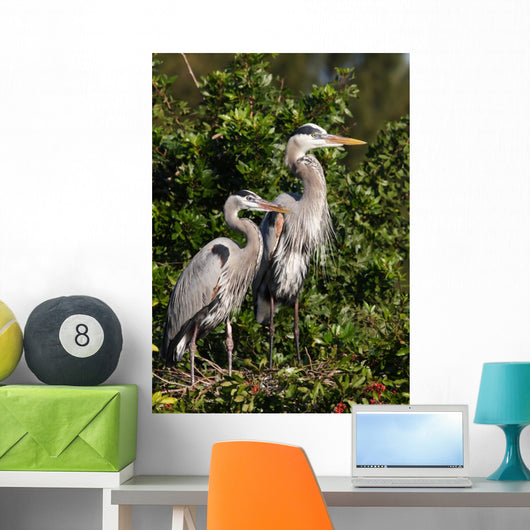 family of herons Wall Mural