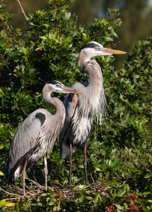 family of herons Wall Mural
