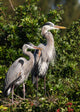 family of herons Wall Mural