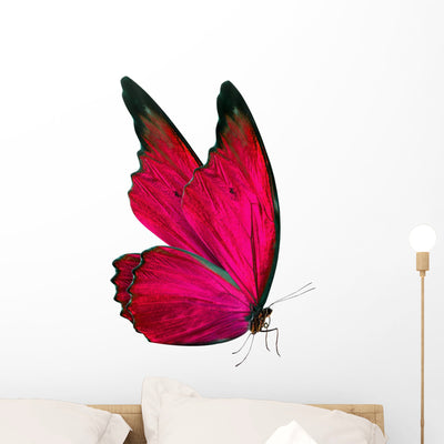 Beautiful Butterfly White shown on a wall