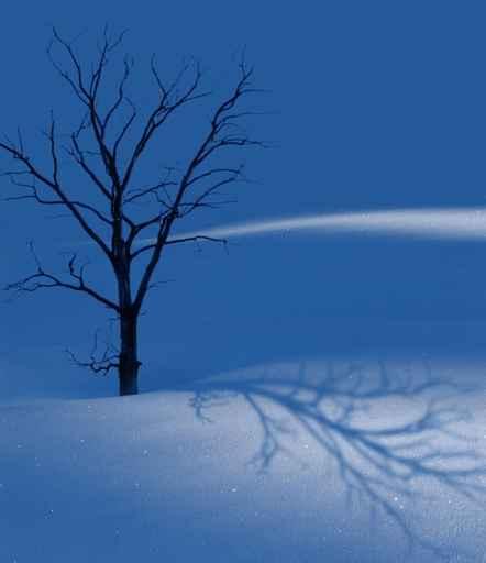 Winter Wall Decal