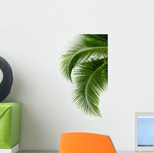 Leaves of coconut tree isolated on white background 