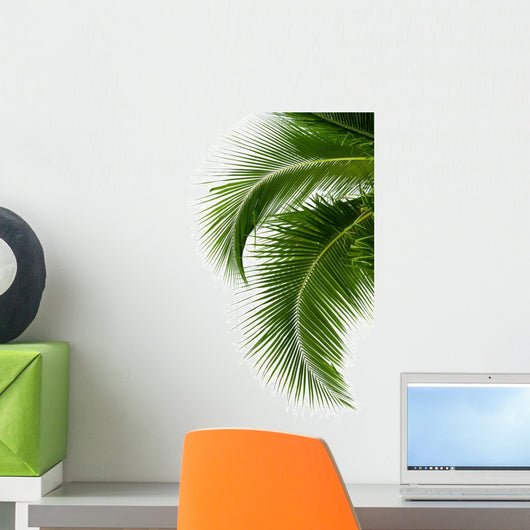 Leaves of coconut tree isolated on white background 