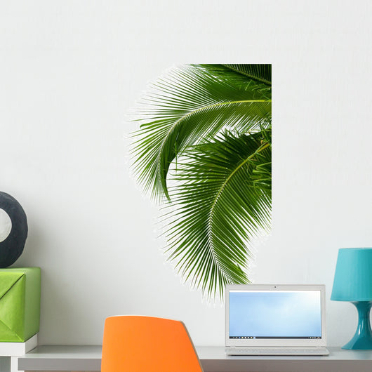 Leaves of coconut tree isolated on white background 