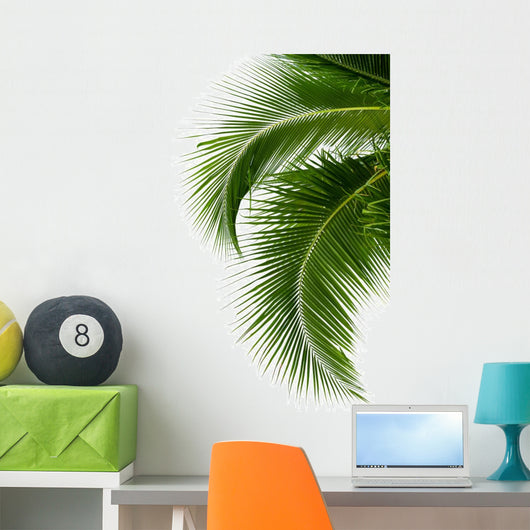 Leaves of coconut tree isolated on white background 