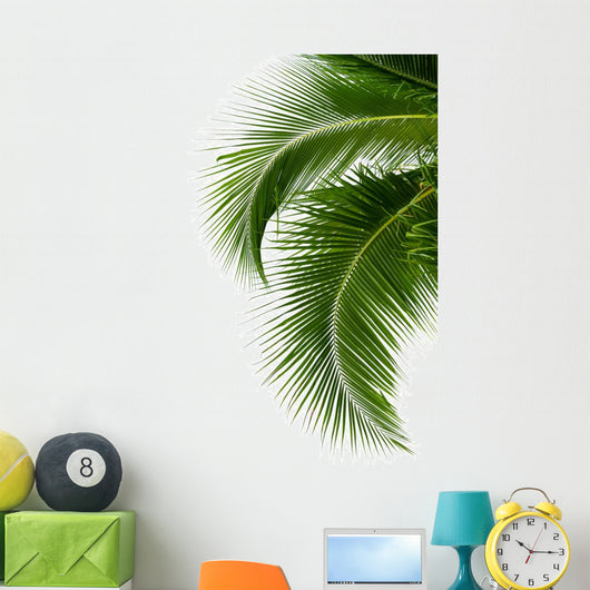 Leaves of coconut tree isolated on white background 