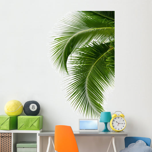 Leaves of coconut tree isolated on white background 