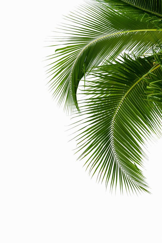 Leaves of coconut tree isolated on white background 