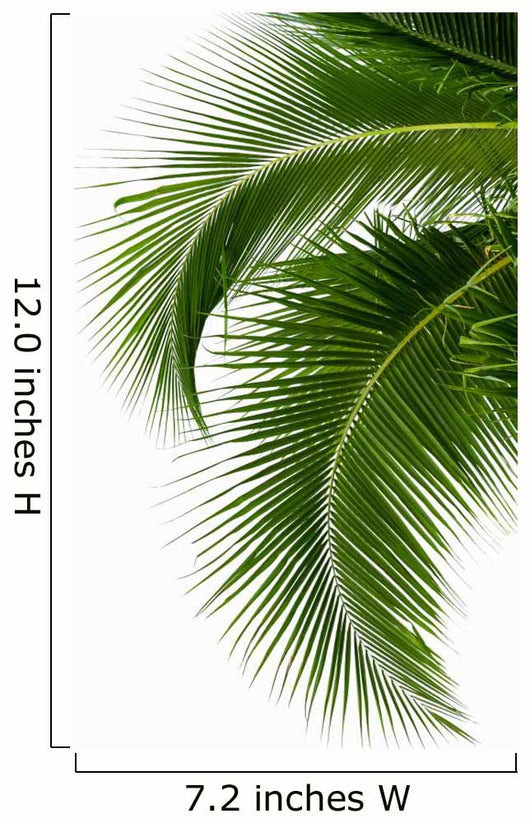 Leaves of coconut tree isolated on white background 