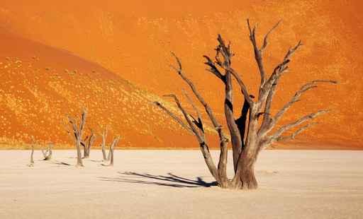 Dead Tree Dead Vlei Wall Decal