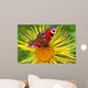 Butterfly  on the  flower Wall Mural