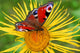 Butterfly  on the  flower Wall Mural