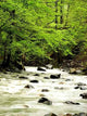 Wild Nature Wall Decal