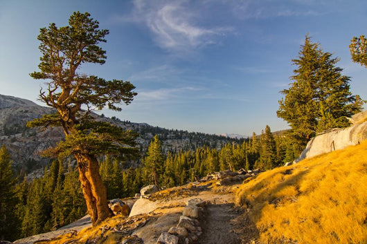 Yosemite Wall Mural