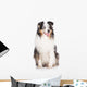 sheltie dog Wall Mural
