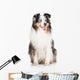 sheltie dog Wall Mural
