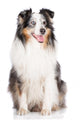 sheltie dog Wall Mural