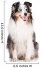 sheltie dog Wall Mural