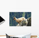 Young Ibex from Mont Wall Decal