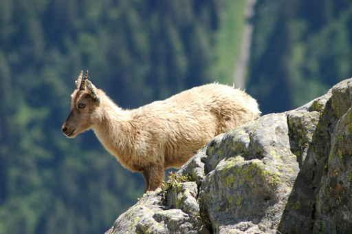 Young Ibex from Mont Wall Decal