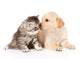Golden Retriever Puppy Dog Wall Decal