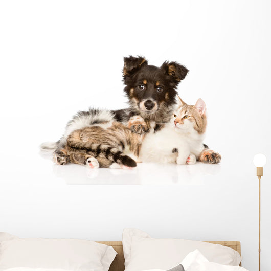 Cute Dog Embracing Cat 