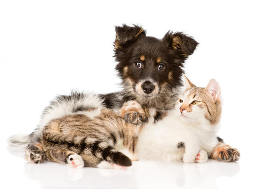 Cute Dog Embracing Cat 