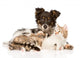 Cute Dog Embracing Cat 